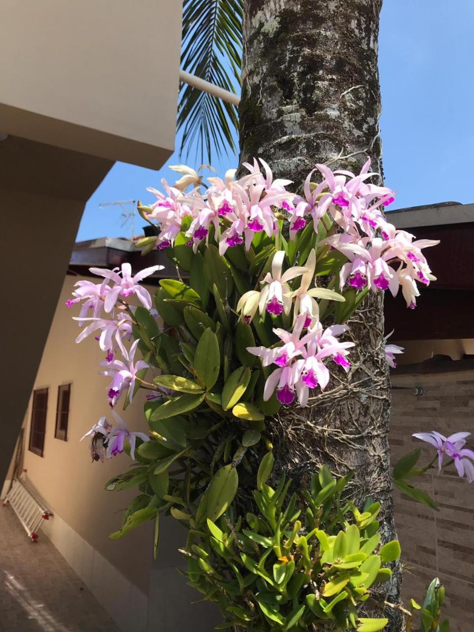 Recanto Lorenzi - Apartamentos Ubatuba Exteriör bild